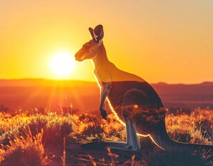 Kangaroo sunset silhouette