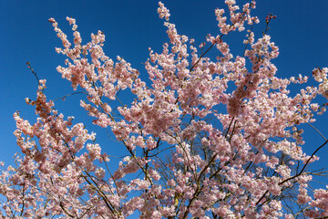 Flores de cerezo (sakura) de color rosa intenso en plena floración contra un cielo azul brillante....