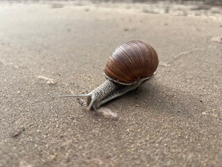 A brown-shelled snail crawls on a smooth reflective surface, leaving a slime trail, for macro nature photography and science education.