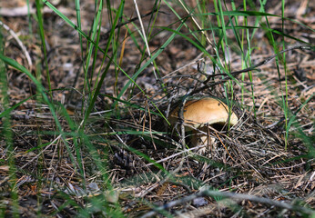 White Mushroom in Dry Grass of Ukrainian Forest