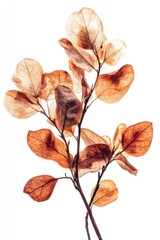 Fototapeta premium Myrtle flower leaves leaf.