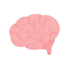 Human brain on a white background. Human organs. Symbol of idea creation, thought processes.