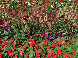 Colorful Garden Bed of Red, Pink, and Purple Flowers