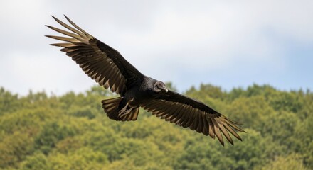 Majestic Black Vulture Soaring High in the Sky Above Lush Green Trees on a Cloudy Day