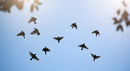 Obraz premium Large flock of birds flying across blue sky at sunrise — dynamic aerial migration silhouette