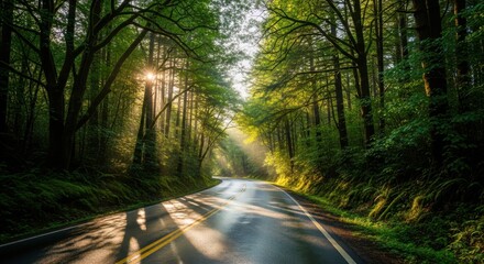 Fototapeta premium Sunlight Through Green Forest Trees Over Empty Winding Road