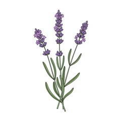 Naklejka premium Detailed illustration of three lavender sprigs with purple flowers and green leaves, depicted in a botanical art style on a white background.