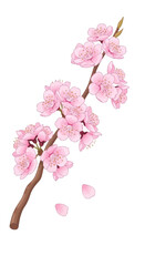 Illustration of a blooming branch with pink flowers and a few fallen petals.