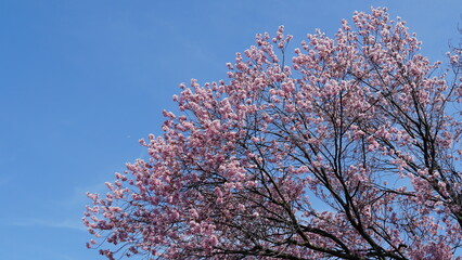 Pink Cherry Blossoms by the Lake in Nagano, Japan
