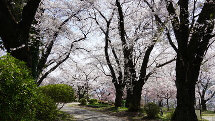 Pink Cherry Blossoms by the Lake in Nagano, Japan