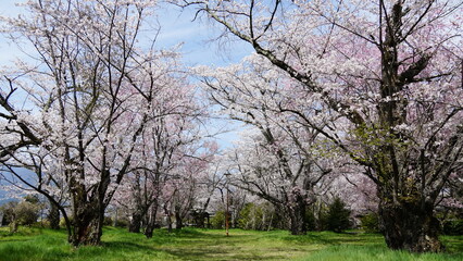 Pink Cherry Blossoms by the Lake in Nagano, Japan