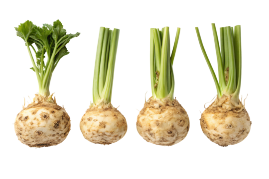 Celeriac Roots Healthy Winter Vegetable