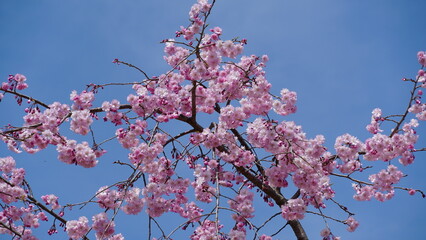 Pink Cherry Blossoms by the Lake in Nagano, Japan