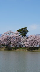 Pink Cherry Blossoms by the Lake in Nagano, Japan