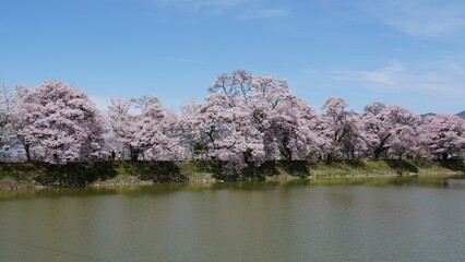 Naklejka premium Pink Cherry Blossoms by the Lake in Nagano, Japan
