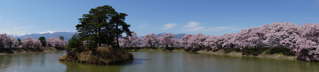 Pink Cherry Blossoms by the Lake in Nagano, Japan