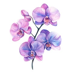 Obraz premium Purple Orchid Branch Elegant Blossom White Background, Botanical Watercolor Illustration