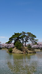 Pink Cherry Blossoms by the Lake in Nagano, Japan