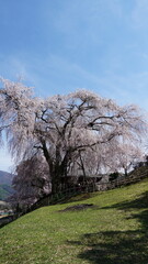 Pink Cherry Blossoms by the Lake in Nagano, Japan