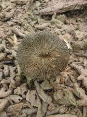 Photo of Coral Mushroom (order Corallimorpharia)