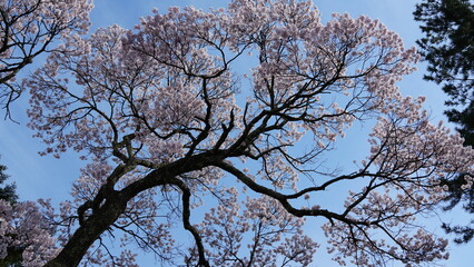 Pink Cherry Blossoms by the Lake in Nagano, Japan