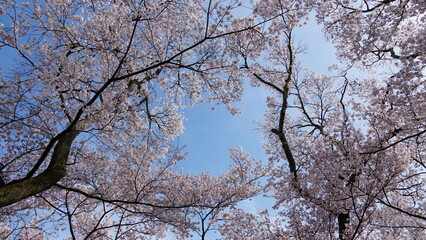 Pink Cherry Blossoms by the Lake in Nagano, Japan
