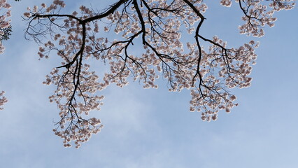 Pink Cherry Blossoms by the Lake in Nagano, Japan