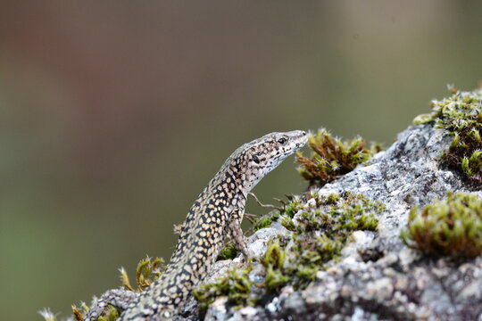 Lagarto na rocha, lagartixa, lagartos ,Gekkonidae, osgas, Lacertidae ,sardaniscas