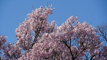 Pink Cherry Blossoms by the Lake in Nagano, Japan