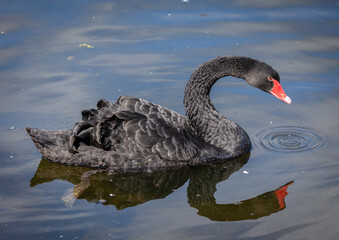 Naklejka premium black swan on the lake