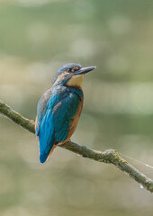 Kingfisher