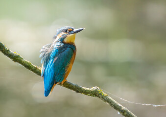 Kingfisher