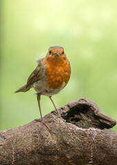Juvenile Robin