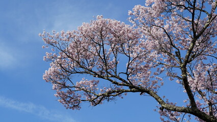 Pink Cherry Blossoms by the Lake in Nagano, Japan