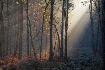 Obraz premium fog in the forest