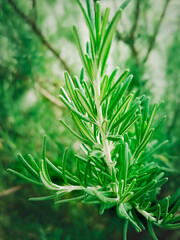 Green leaves of rosemary. Close-up, selective focus