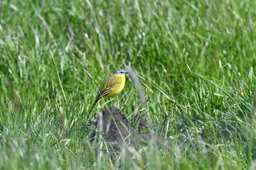 Yellow bird in grass