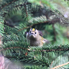 Pinetree goldcrest