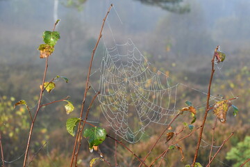 spider web with dew drops