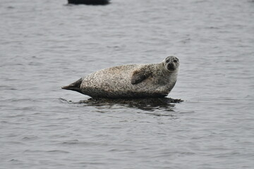seal on a rock