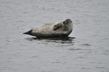 seal in the water
