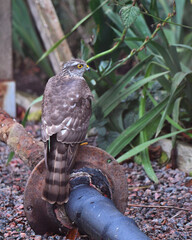 Sparrow hawk on a old pipe