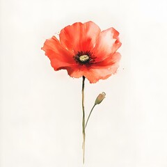 Obraz premium Minimalist watercolor poppy on stem, red flower with bud, white background illustration