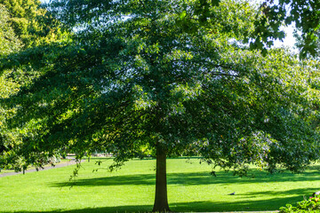 A Single Large Tree In A Public Park With No People