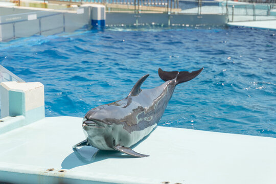 Dolphin resting on poolside during marine aquarium show with blue ocean background - Powered by Adobe