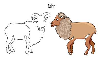 Tahr