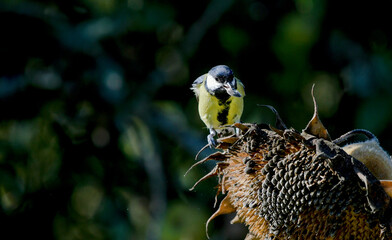 Great tit on a sunflower plant in search of its seeds