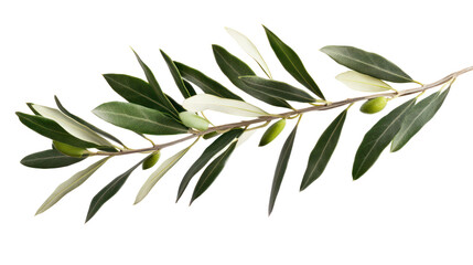 Olive branch with leaves and small olives isolated on transparent background