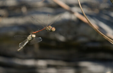 Pair of dragonflies of the Sympetrum striolatum species together in flight to lay eggs