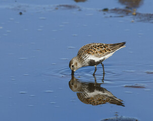 Common Sandpiper feeding in the intertidal zone
